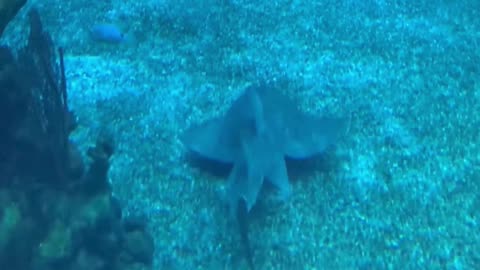 Relaxing Underwater Video of Dolphins and Stingray Swimming Around