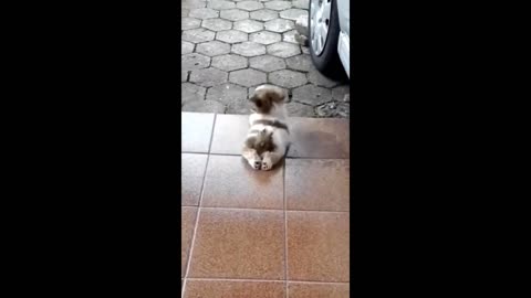 Funny Cats and Dogs Compilation Video 2024 Part5!