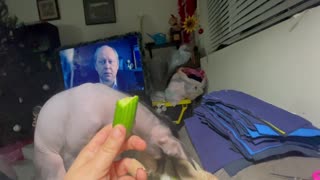 Precious eating a cucumber