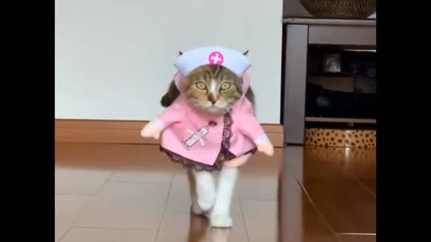 Catwalk by Fifi - cat in costumes 💓😻