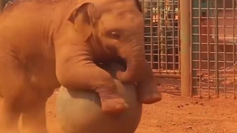 Baby elephant 🐘 playing with Ball