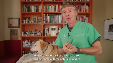 Veterinary Secrets - Mystery Dog Illness Potentially Fatal and Spreading