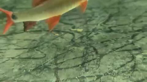 Beautiful Fish 🐠 🐟 with orange 🟠 tail fins and whiskers #shorts