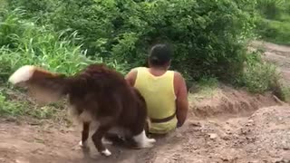 Excited Dog Pushes Mother