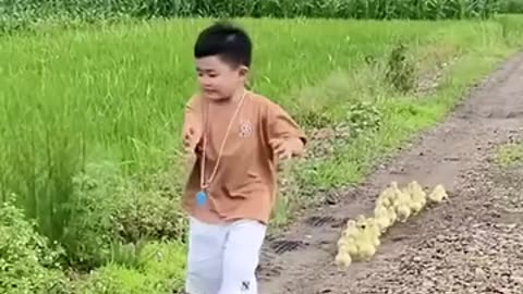 Ducklings follow kid around!