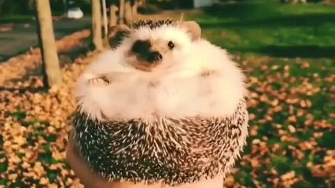 Hedgehog in the open air