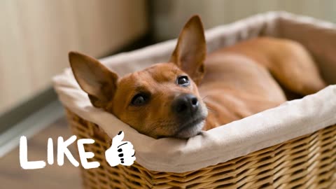 cute brown dog in the basket