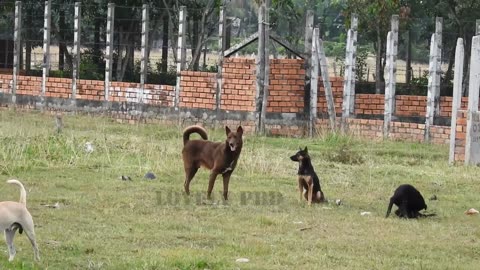 Villagedog!! Black Labrador Retriever Vs German Shepherd Dog Near Home