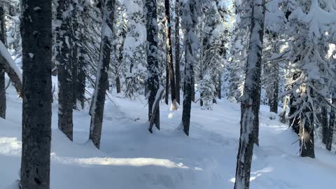 EPIC Forest Winter Wonderland – Central Oregon – Swampy Lakes Sno-Park – 4K