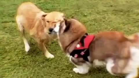 Canine Collision Comedy: Unintentional Bump and Wag!