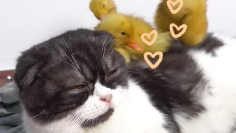 Coco and cute little duck!☺️🐤😻 _ Chef Cat Daily Life #tiktok #shorts #cat #pet #duck