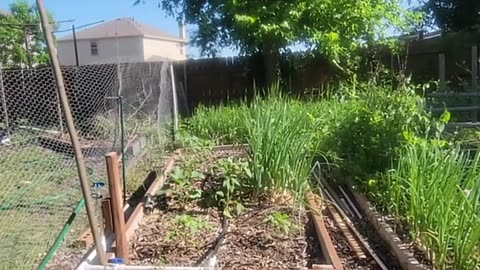 Update on the new garden setup