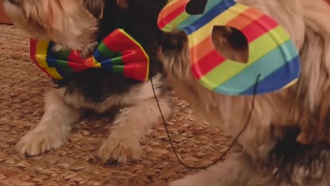 Rainbow Dog Fashionista😄