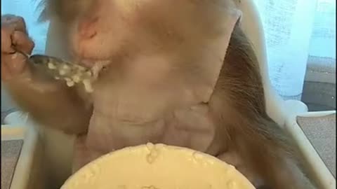 Monkey having a good time