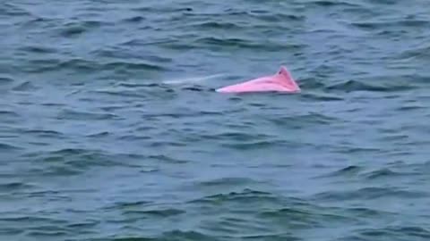 Rare footage of pink dolphin