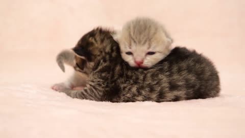 Kittens will fight for a place to settle down. Declare victory with a cute wink at the end!