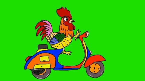 Lucu ayam bawak sepeda motor