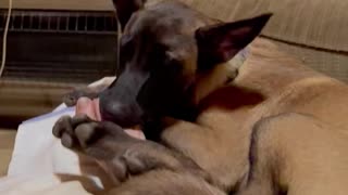 Puppy holds owners foot in his mouth while going to sleep