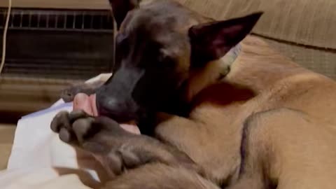 Puppy holds owners foot in his mouth while going to sleep