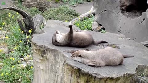 You Otter Check Out These Cute Otters