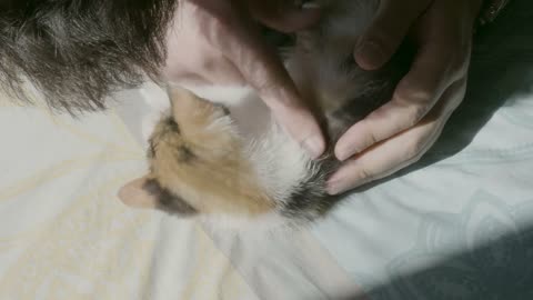 Bearded hipster guy playing on the bed with his red cute little kitten