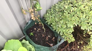 Garden & Worm Bin Update - Flowering Squash May 2022