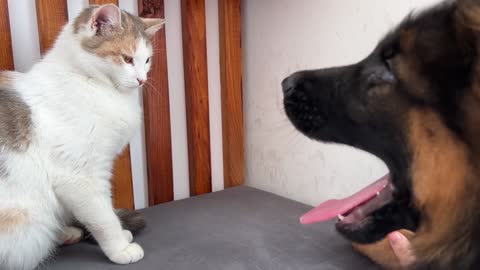 Funny Cat Reaction to New German Shepherd Puppy