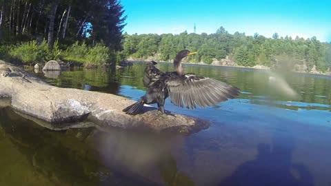 Wild fishing bird has learned to come when called by name