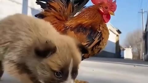 Funny Animals Dog & Chicken