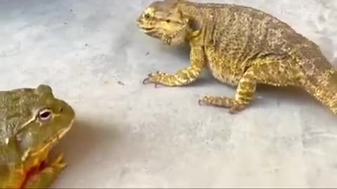 Frog vs Agama