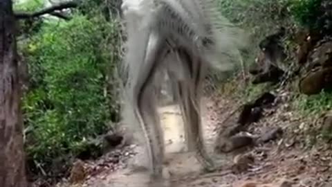 Watch a Strange Beast in the Jungle