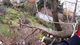 Cutting a HUGE Walnut with NO SPACE!