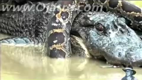 Python vs Alligator 01 -- Real Fight -- Python attacks Alligator