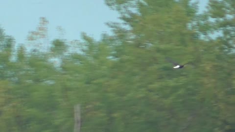 218 Toussaint Wildlife - Oak Harbor Ohio - Eagle In Flight