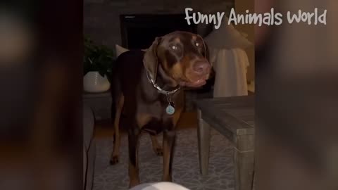 Funniest Dogs And Cats Videos 😅 - Best Funny Animal Videos 2023 🥰 #1