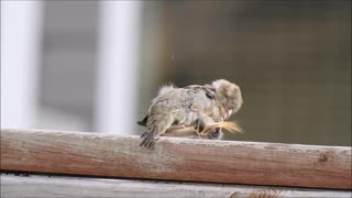 Birds cleaning