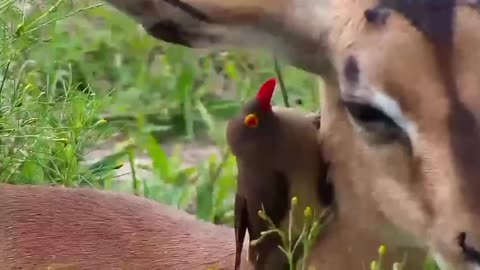 A woodpecker is helping an impala to pluck its ears