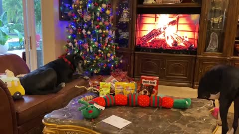 Great Dane gets the 'Merry Christmas' zoomies