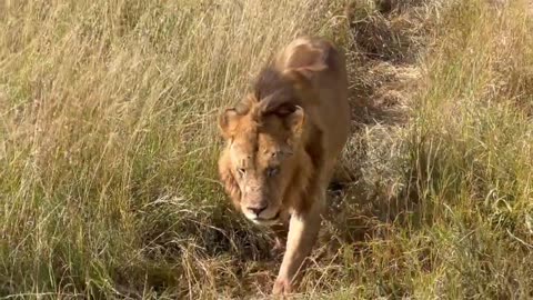 Fighting lions in Masai Mara National Reserve