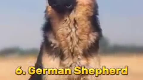 Top ten best Dog a world