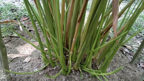 Bangladesh cardamom tree plantation