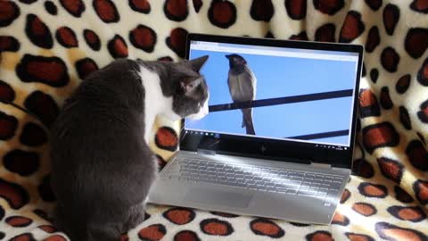 Cat wants to get that Bird in that Laptop.