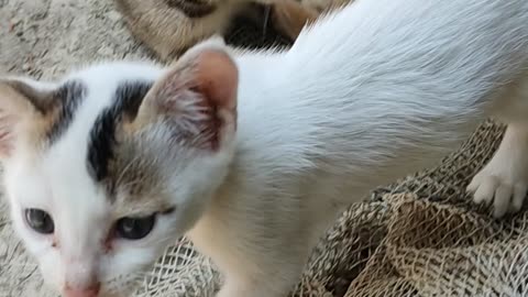 Two mischievous kittens are just playing, look how crazy they are