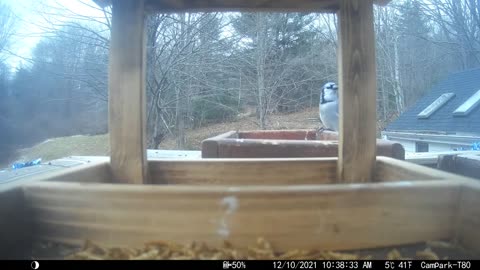 Bird Feeder Camera 12/10/2021 Wrens, Red Bellies, A Northern Flicker, and the usuals