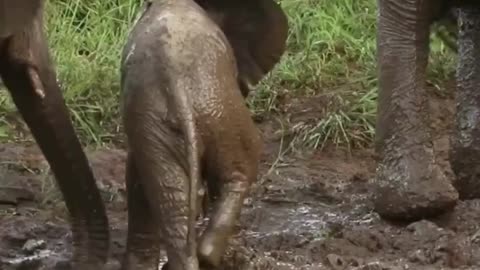 Tiny Elephant Calf’s Determined Efforts End in a Cute, Wobbly Tumble