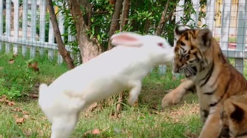 Rabbit and Tiger playing