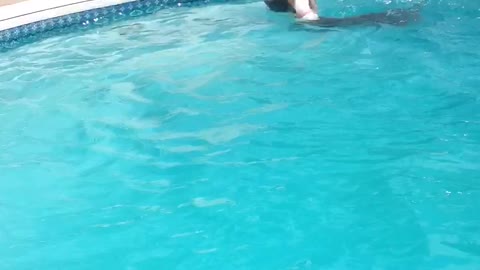 Pitty doing her morning swim!