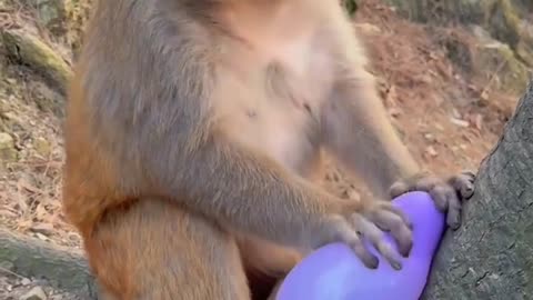 Funny moments monkey