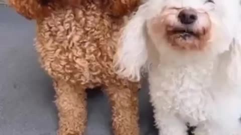 Funny dogs videos