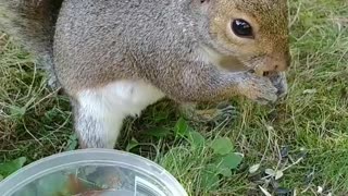 Mika The Squirrel 🐿️😍❤️‼️ Loves to eat peanut 🥜.